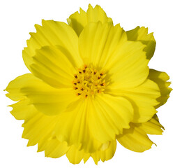 Cosmos flowers transparent image