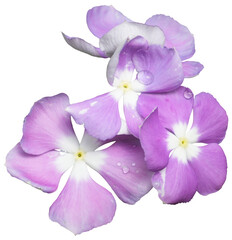 Obraz premium purple Madagascar Periwinkle transparent