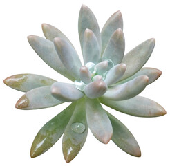 Ghost Plant transparent background