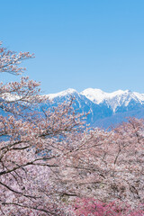 桜と中央アルプス　大草城址公園
