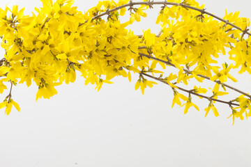 Forsythia is a deciduous broadleaf shrub of the Oleaceae family. It grows to a height of 2–3 m...