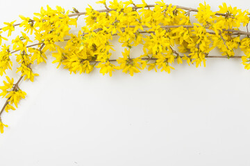 Forsythia is a deciduous broadleaf shrub of the Oleaceae family. It grows to a height of 2–3 m and has opposite leaves.