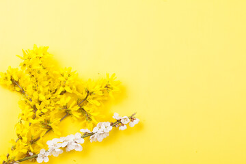 Forsythia is a deciduous broadleaf shrub of the Oleaceae family. It grows to a height of 2–3 m...