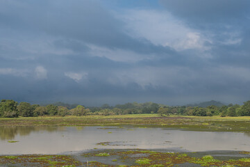he view of wetlands in Wasgamuwa in Sri Lanka under cloudy sky.