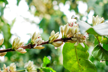 Coffee Blossoms on a Branch, White Coffee Flowers on coffee branch tree.