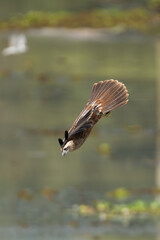 brahminy kite - Haliastur indus indus, red-backed sea-eagle with spanned wings in diving flight attacking prey at yellow background. Photo from Wasgamuwa National Park in Sri Lanka. Vertical.