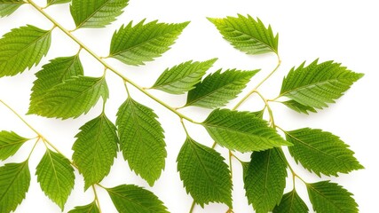 Fototapeta premium Neem leaves images isolated on white background