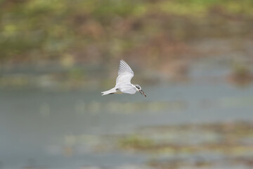 Whiskered tern - Chlidonias hybrida in flight. Photo from Wasgamuwa National Park in Sri Lanka.	