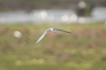 Whiskered tern - Chlidonias hybrida in flight. Photo from Wasgamuwa National Park in Sri Lanka.
