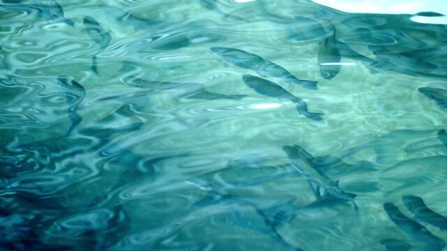 Rainbow Trout Swimming