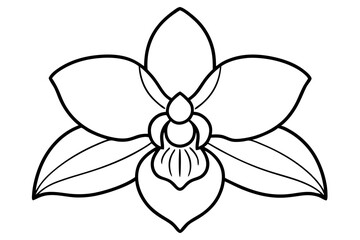 orchid flower in full bloom line art vector illustration