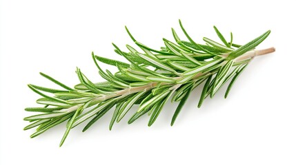 Fototapeta premium Fresh rosemary sprig isolated on white. (1)
