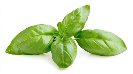 Fresh green basil leaves sprig isolated on white.