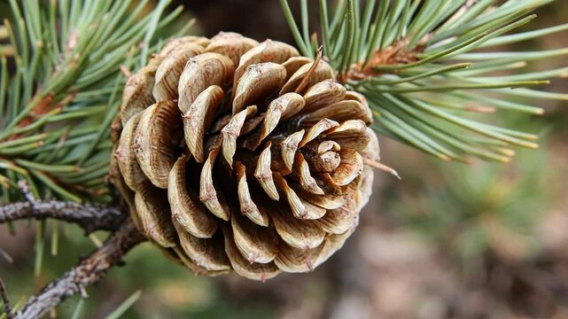Detailed view of a pine cone on a branch in a forest during autumn near a mountain range
