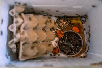 A view of an indoor breeding box containing cricket, food, and housing materials for the cricket.