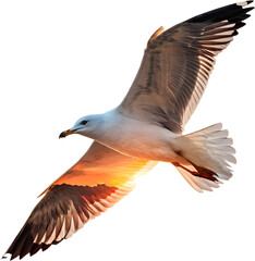 Seagull profile logo, minimalistic, elegant, professional, dynamic, iconic, clean, modern.