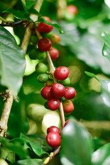 Ripe Coffee Cherries on a Branch with Green Leaves