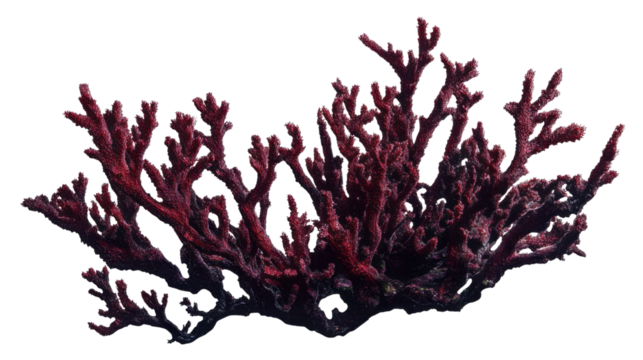 vector illustration of a silhouette of a tree