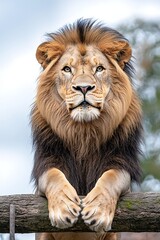 Majestic Lion Resting on Fence.