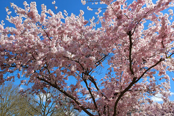 Cerisier du Japon en fleur sur fond de ciel bleu