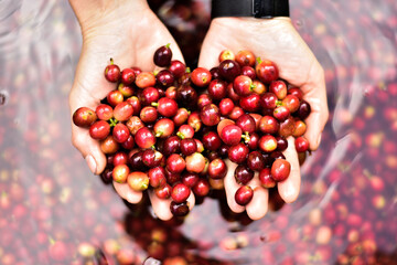 Freshly harvested coffee cherries are thoroughly washed in water as part of the coffee processing.