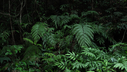 Leaves and ferns in a dark green tropical forest.