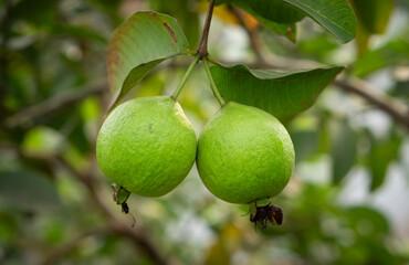 Two ripe guavas hang side-by-side, their vibrant green skin promising a sweet and tangy taste, amidst a backdrop of lush foliage.