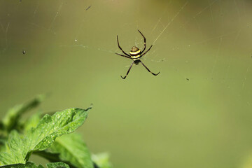 Orb Weaver Spider (Argiope Keyserlingi) on Web in Natural Setting