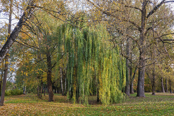 Salix babylonica stands gracefully in a park surrounded by autumn foliage