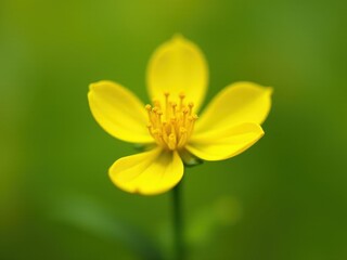 Obraz premium medicinal herbs and berries, traditional medicine Yellow flower with a green background. The flower is the main focus of the image