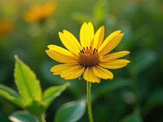 Obraz premium medicinal herbs and berries, traditional medicine Yellow flower with green leaves. The flower is in the foreground