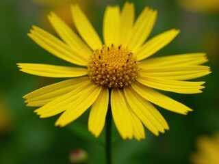Obraz premium medicinal herbs and berries, traditional medicine Yellow flower with a brown center. The flower is in full bloom and is surrounded by green leaves