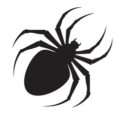 A dangerous spider with its long legs