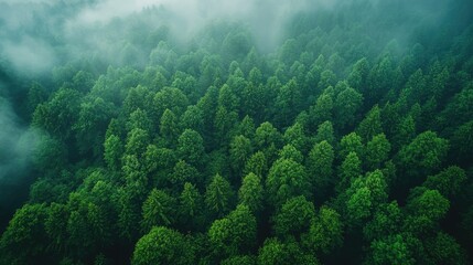 Lush, green forest canopy merges with misty clouds in an aerial nature landscape