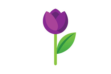 purple tulip isolated on white