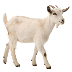 Obraz premium Goat AI Generated Image