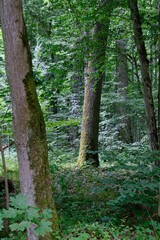 Moss wrapped part of broken hornbeam lying