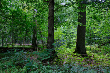 Moss wrapped part of broken hornbeam lying
