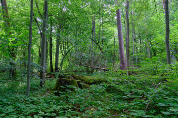 Moss wrapped part of broken hornbeam lying