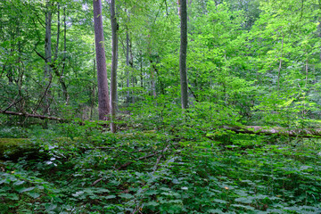 Moss wrapped part of broken hornbeam lying