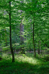 Shady mixed tree stand in morning