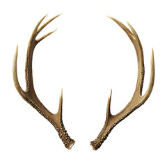 Fototapeta premium A Pair of Elegant Deer Antlers isolated on png 