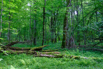 Moss wrapped part of broken hornbeam lying
