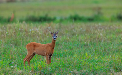 Roe Deer(Capreolus capreolus) male in spring