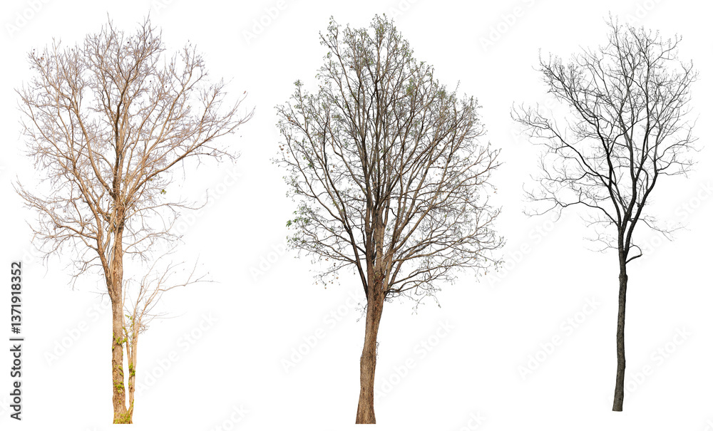 Poster leafless tree collection png transparent background