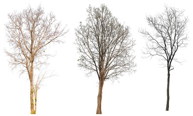 leafless tree collection PNG transparent background 