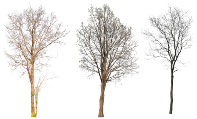 leafless tree collection PNG transparent background 