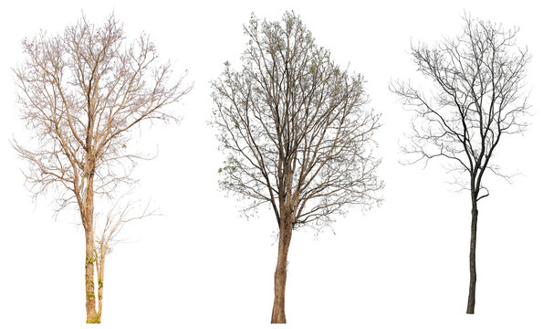 leafless tree collection PNG transparent background 