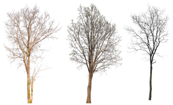 leafless tree collection PNG transparent background 