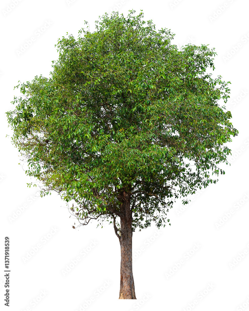 Poster high resolution single tree